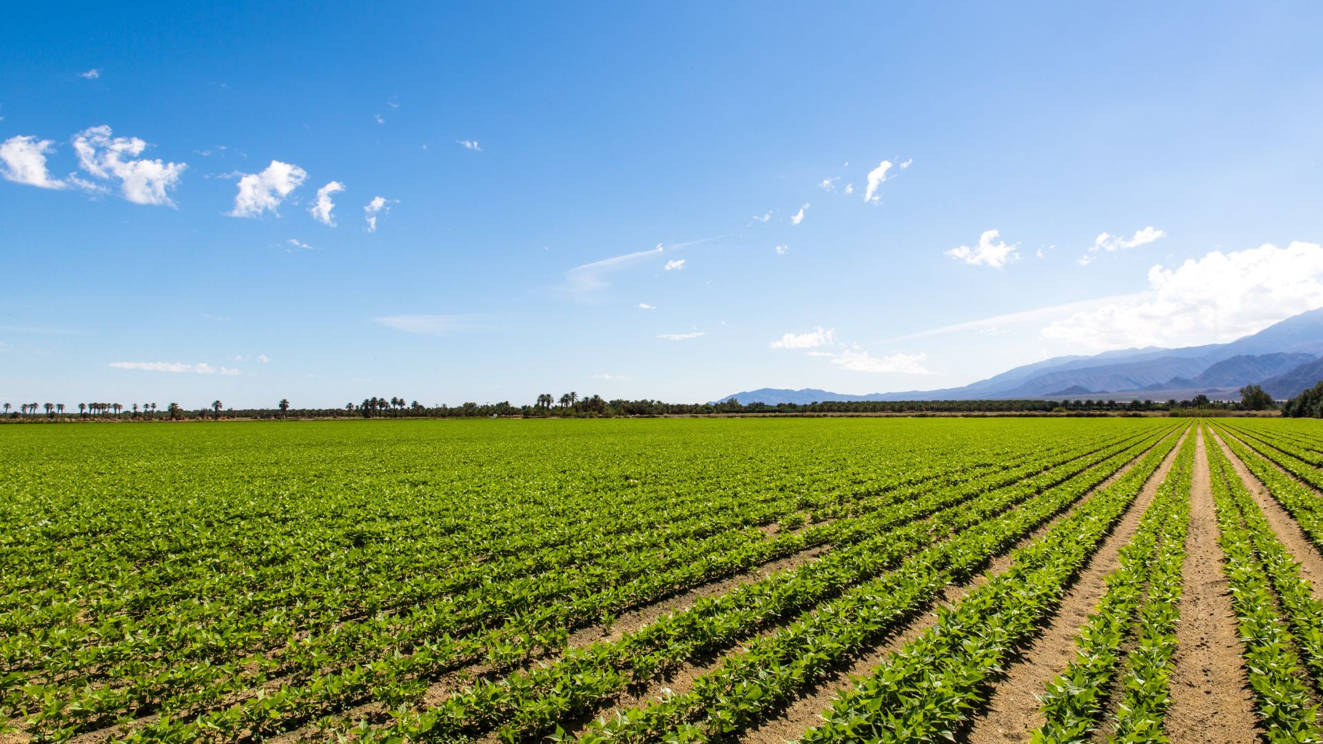 Se você está em dúvida sobre como contar o tempo rural ou se ele pode influenciar sua aposentadoria, pode ser interessante conversar com um especialista.